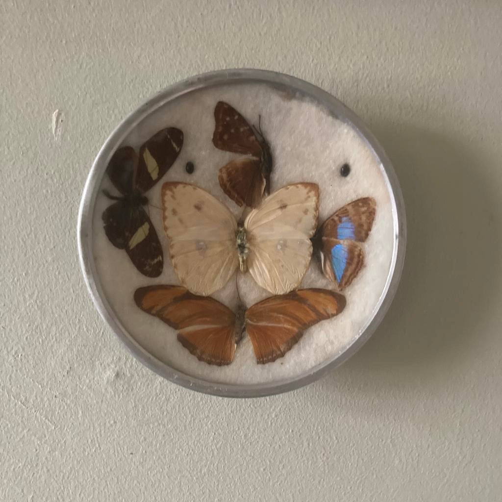 Vintage ronde wanddecoratie met opgezette vlinders, Ophalen of Verzenden, Gebruikt, Insect, Opgezet dier