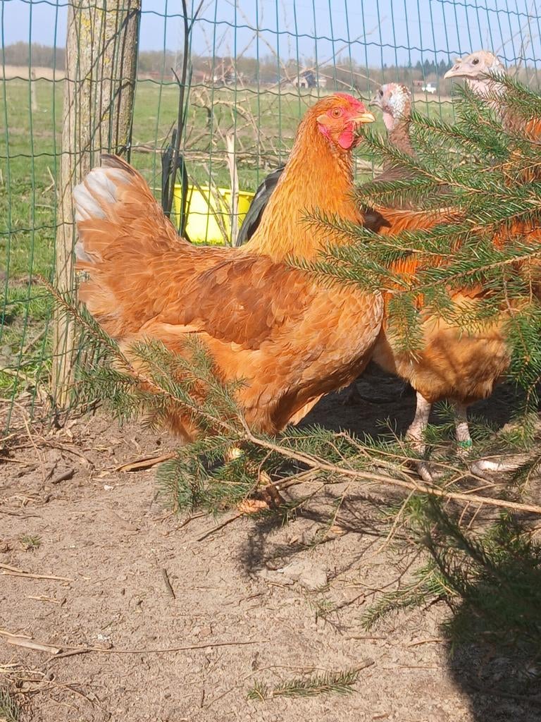 Mooie hen, Dieren en Toebehoren, Vrouwelijk, Kip