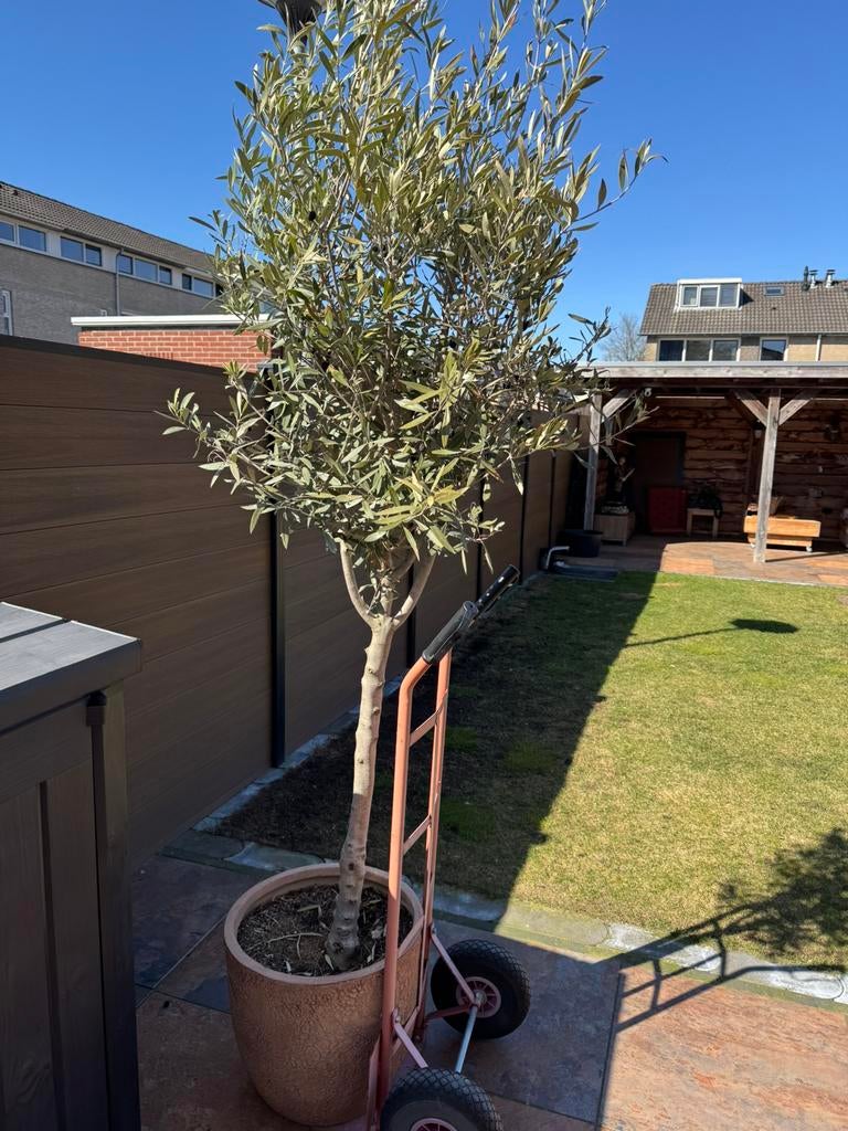 Olijfboom., Bloeit niet, 100 tot 250 cm, Olijfboom, Ophalen