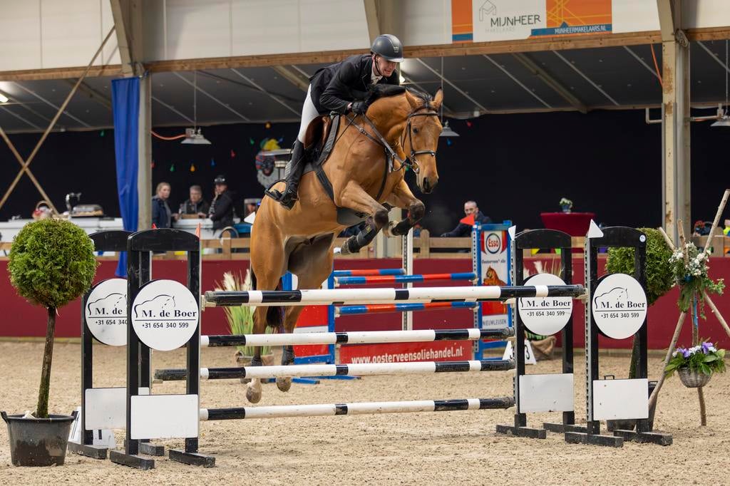 Braaf springpaard, Dieren en Toebehoren, Paarden, Springpaard, Met stamboom, Ruin, M