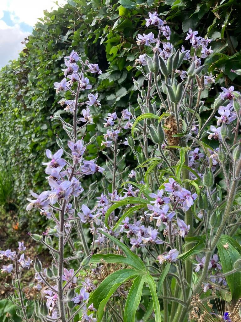 Bloemenzaden Corsicaanse ridderspoor, Ophalen of Verzenden, Volle zon, Zaad