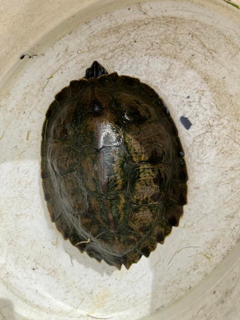 Waterschildpad Turtle - unknown for sale from Len