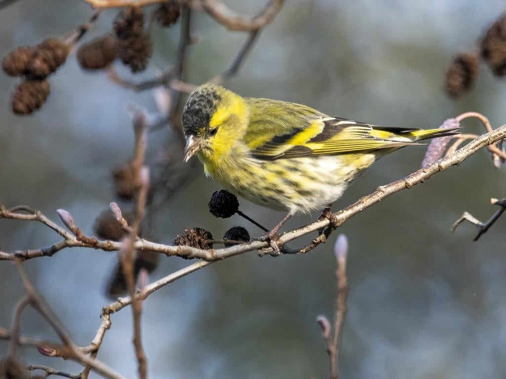 Gezocht sijs man, Dieren en Toebehoren, Vogels | Overige Vogels, Mannelijk