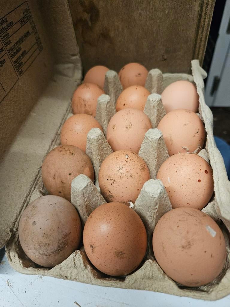 Broedeieren van bielefelder, Geslacht onbekend, Kip