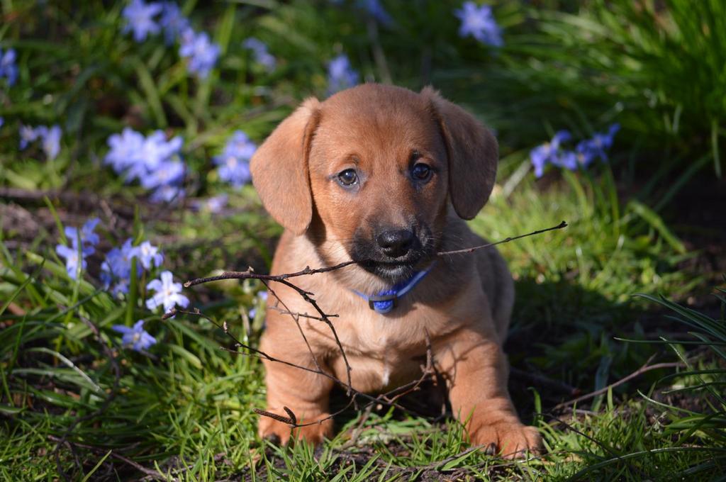 Prachtige stoere Welsh Corgi x Teckel pups te koop!, Dieren en Toebehoren, Parvo, 8 tot 15 weken, Meerdere dieren, Eén hond