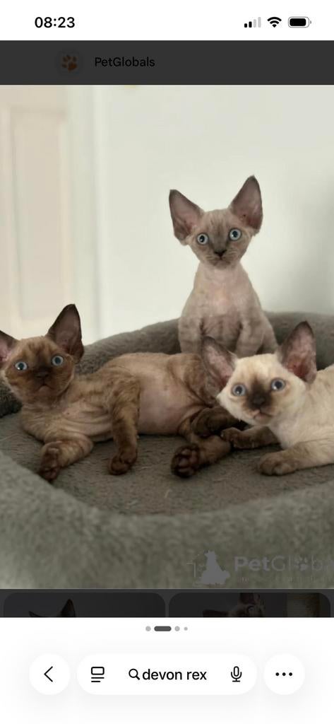 Op zoek naar een Devon rex, Dieren en Toebehoren, Geslacht onbekend