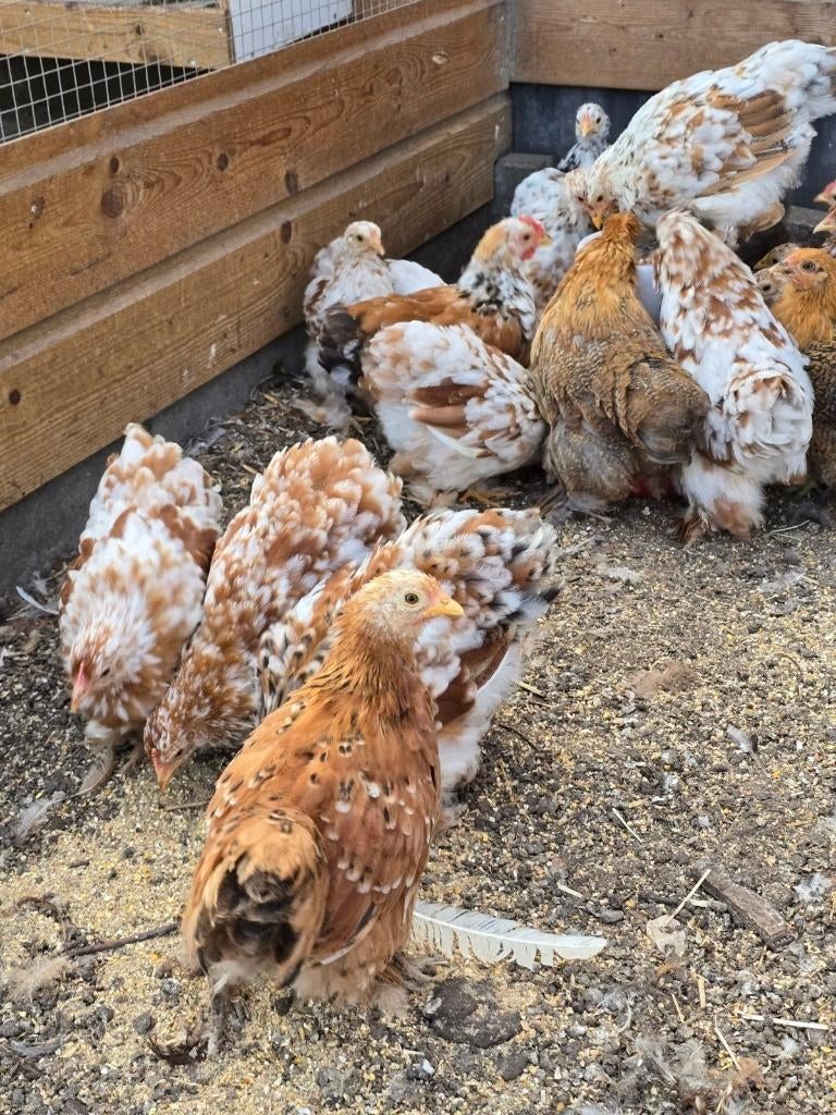 Mooie Cochin Kriel hennen!, Dieren en Toebehoren, Pluimvee, Vrouwelijk, Kip