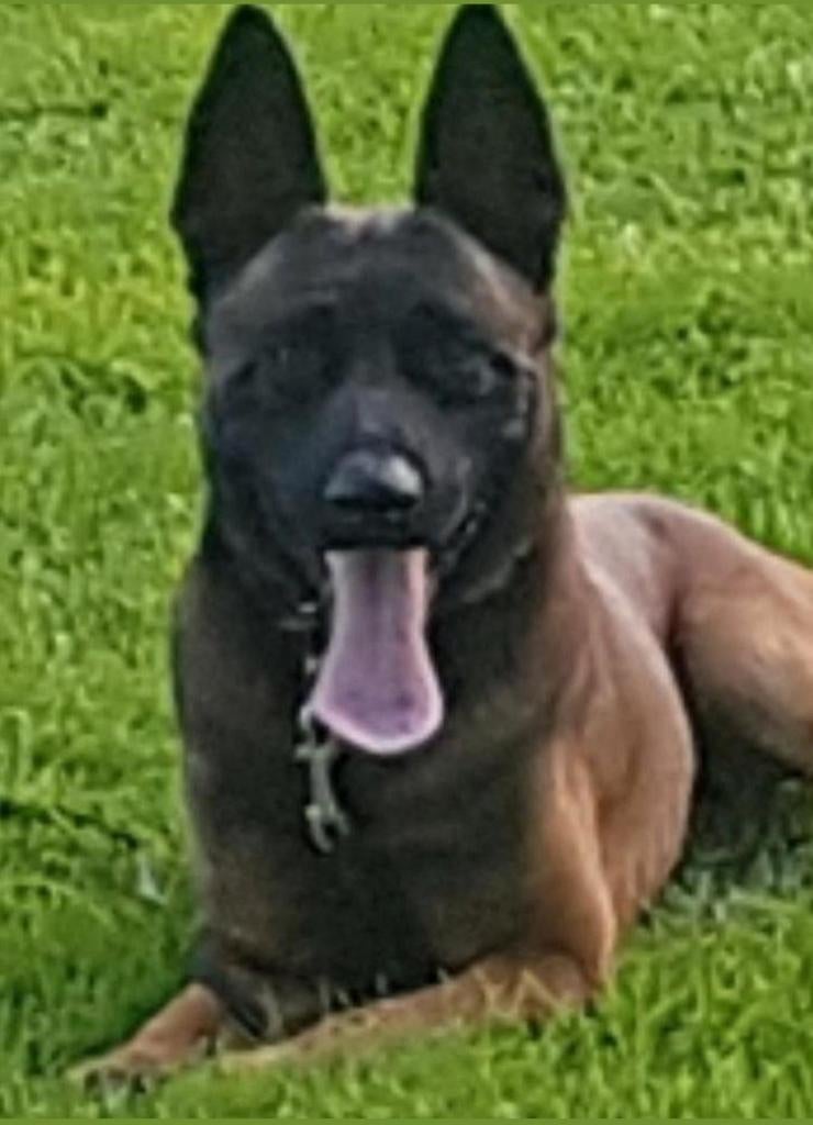 Gezocht herders die dolgraag met een bal willen spelen, Dieren en Toebehoren, Parvo, 15 weken tot 1 jaar, Geslacht onbekend, Meerdere