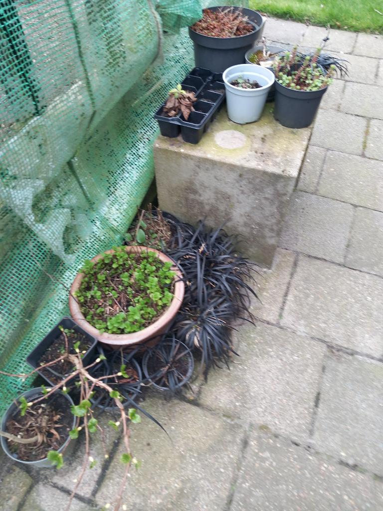 Zwart sier gras, Ophalen of Verzenden, Overige soorten, Volle zon