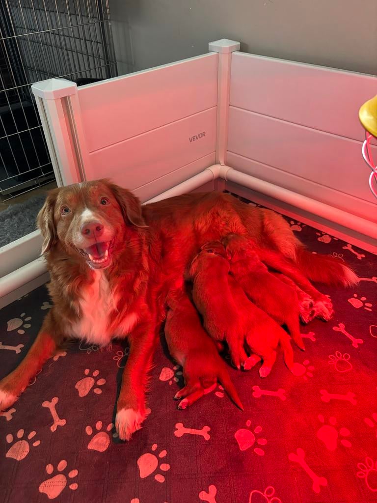 Toller pups (Nova Scotia Duck Tolling Retriever), Overige rassen, 8 tot 15 weken, Meerdere, Meerdere dieren