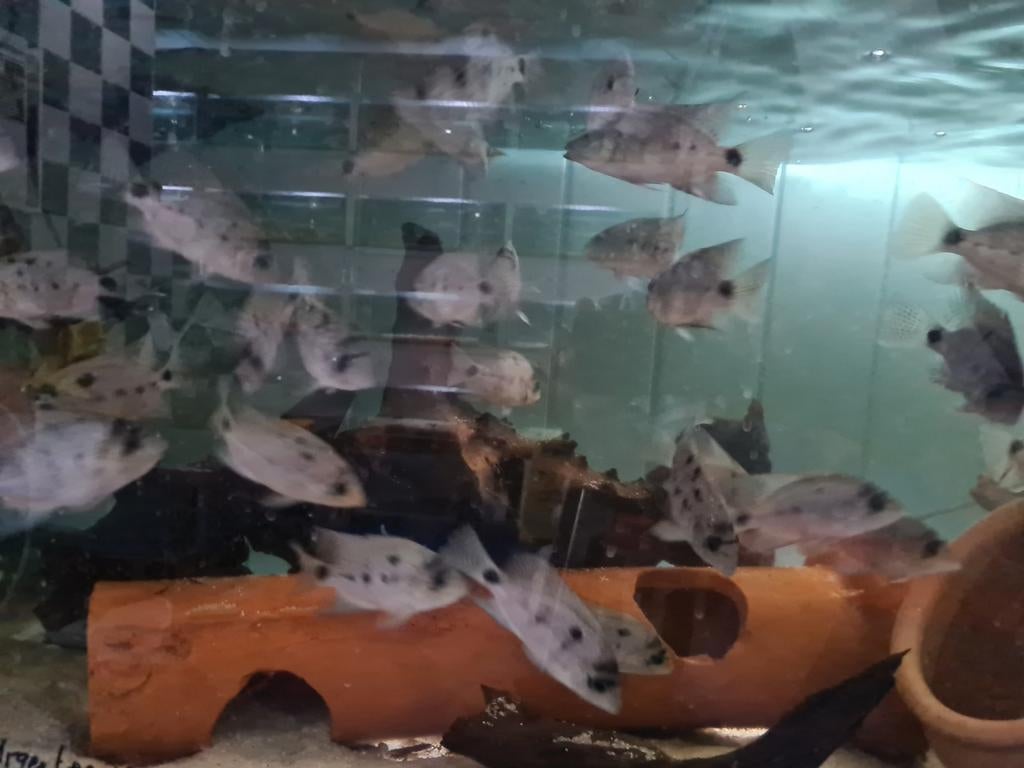 Vieja Argentea Cichliden bij Sjaka's Fish Heaven, Dieren en Toebehoren, Vis, Zoetwatervis