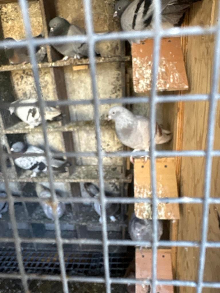 Takla duiven, Meerdere dieren, Postduif