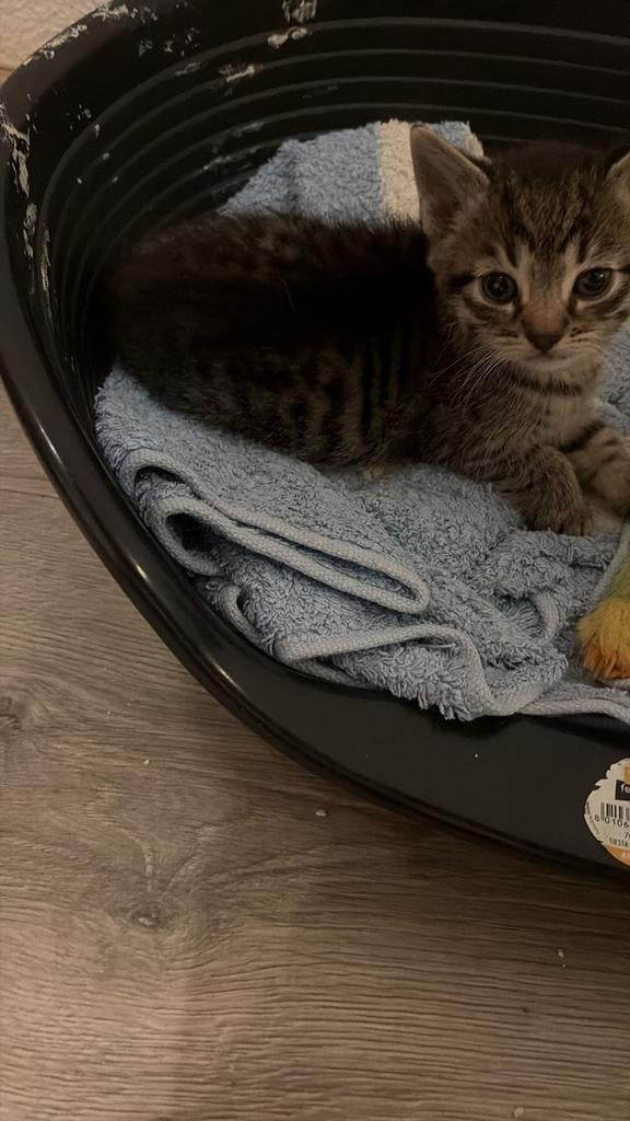 Kitten, Dieren en Toebehoren