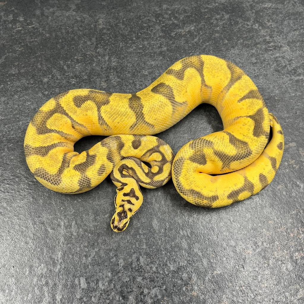 0.1 Super Enchi Pastel OD YB 100% dh DG Clown, Ball Python Ball Python - female for sale from Tom