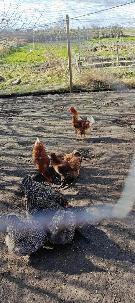 bruine legkip haan gratis af te halen., Mannelijk, Kip