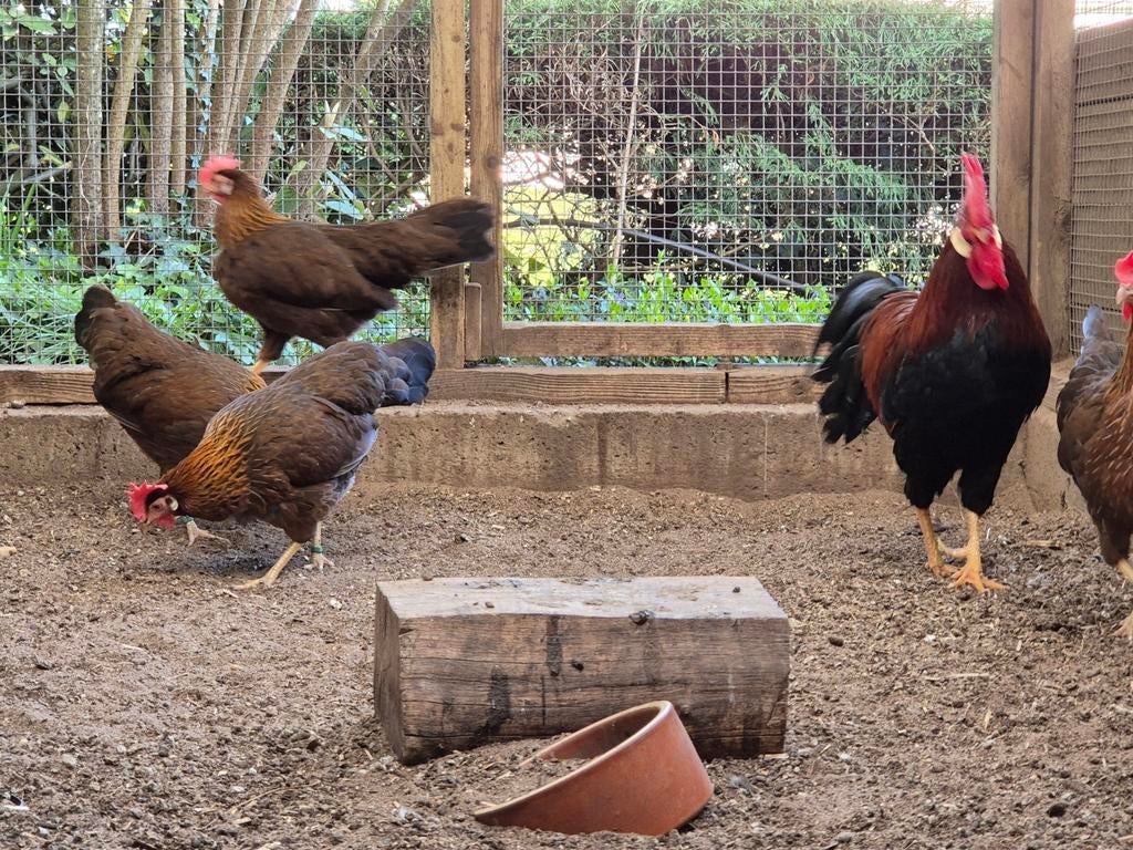 2 trio's kriel Leghorn bruin-patrijs ZELDZAAM, Meerdere dieren, Kip
