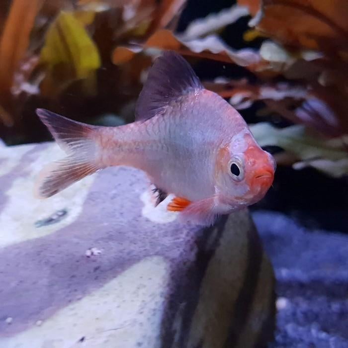 Capoeta tetrazona, Dieren en Toebehoren, Vissen | Aquariumvissen, Vis