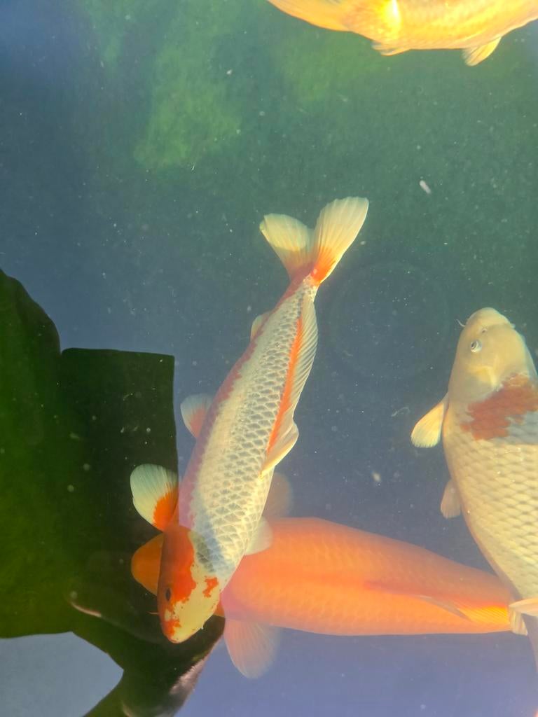 Mooie Asagi van kweker Yoshikigoi 55-60cm, Karper of Koi