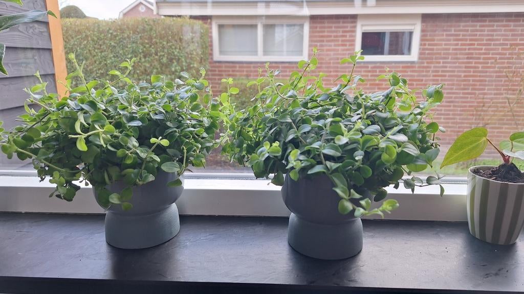 2 Peperomia plantjes met pot, Ophalen