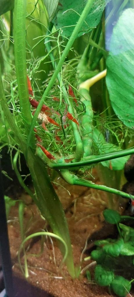 Vuurgarnalen 25 voor € 13,50, Dieren en Toebehoren, Vissen | Aquariumvissen, Kreeft, Krab of Garnaal
