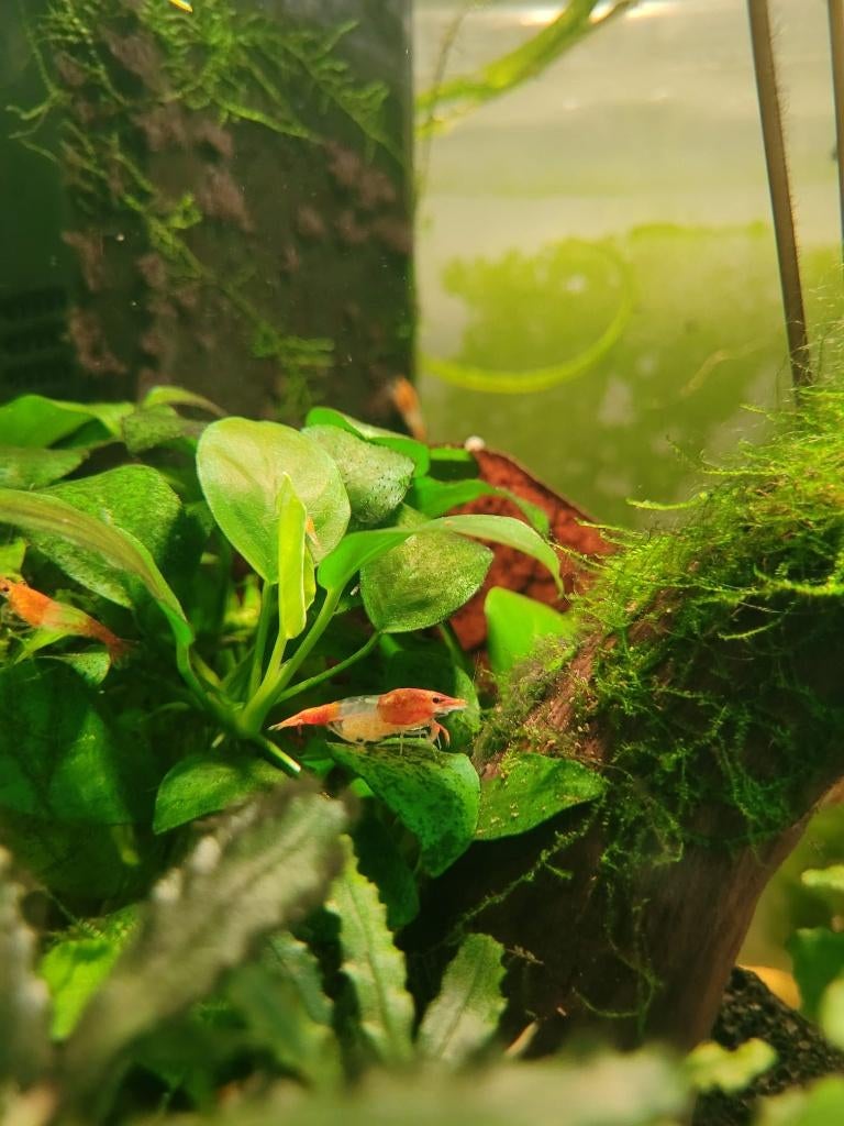 Hoge kwaliteit Orange Rili - Neocaridina davidi garnalen, Dieren en Toebehoren, Kreeft, Krab of Garnaal, Zoetwatervis