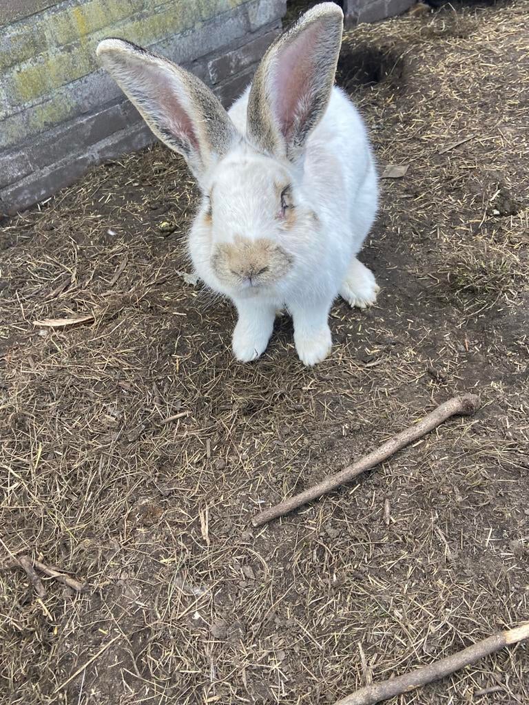 Mooie lotharinger  ram 3 jaar, Dieren en Toebehoren, Konijnen, Mannelijk, Groot