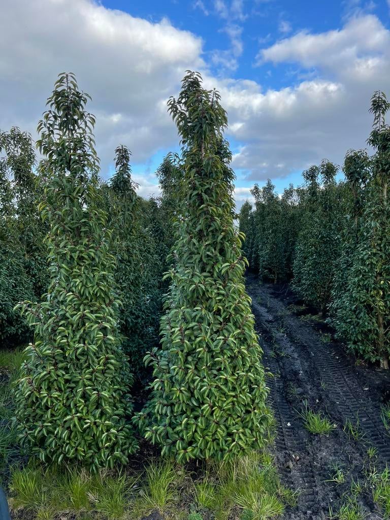 Grote portugese laurier. Prunus lusitanica angustifolia, Ophalen of Verzenden, Laurier, 100 tot 250 cm