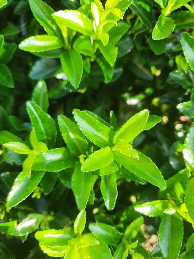 Buxusvervanger Kardinaalshoed Green Spire sterke haag, Tuin en Terras, Planten | Struiken en Hagen, Ophalen of Verzenden, Overige soorten
