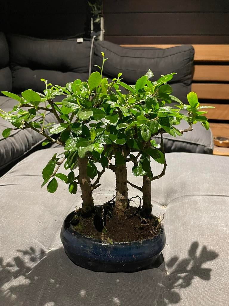 Bonsai Carmona 3 stam, In pot, Bloeit niet, Halfschaduw, Minder dan 100 cm