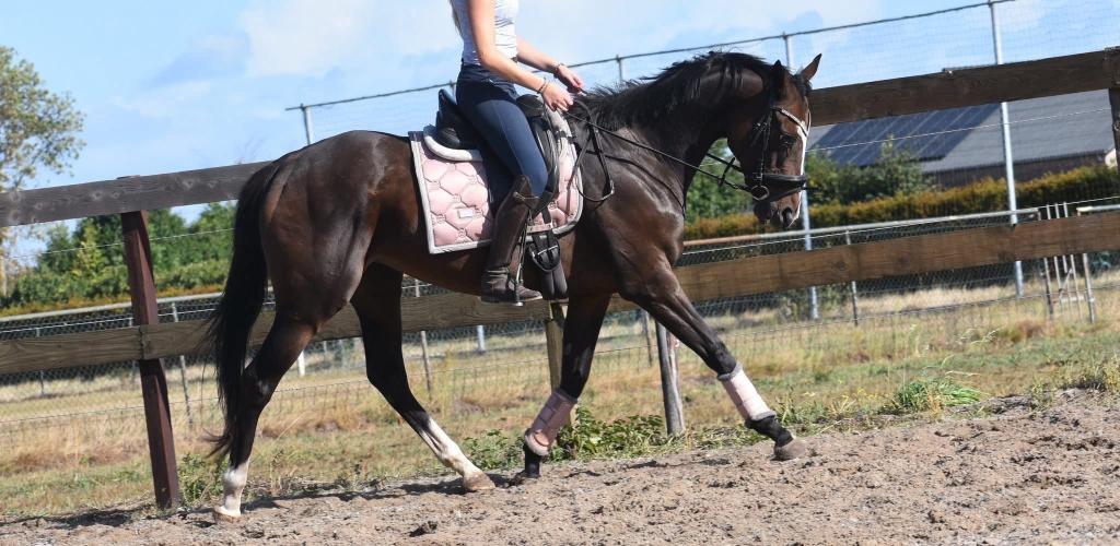 Eyecatcher: superbrave 9 jarige rijpaardmerrie, Merrie, Met stamboom, L, 7 tot 10 jaar