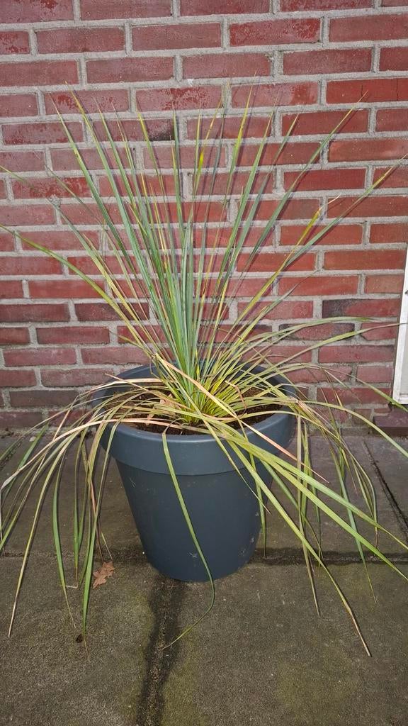 Yucca rostrata, Ophalen