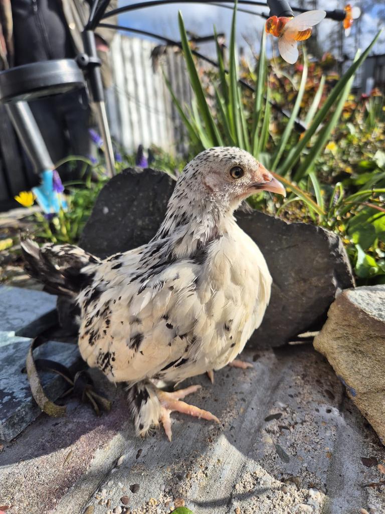 Hennen sabelpoot kriel, Dieren en Toebehoren, Pluimvee, Vrouwelijk, Kip