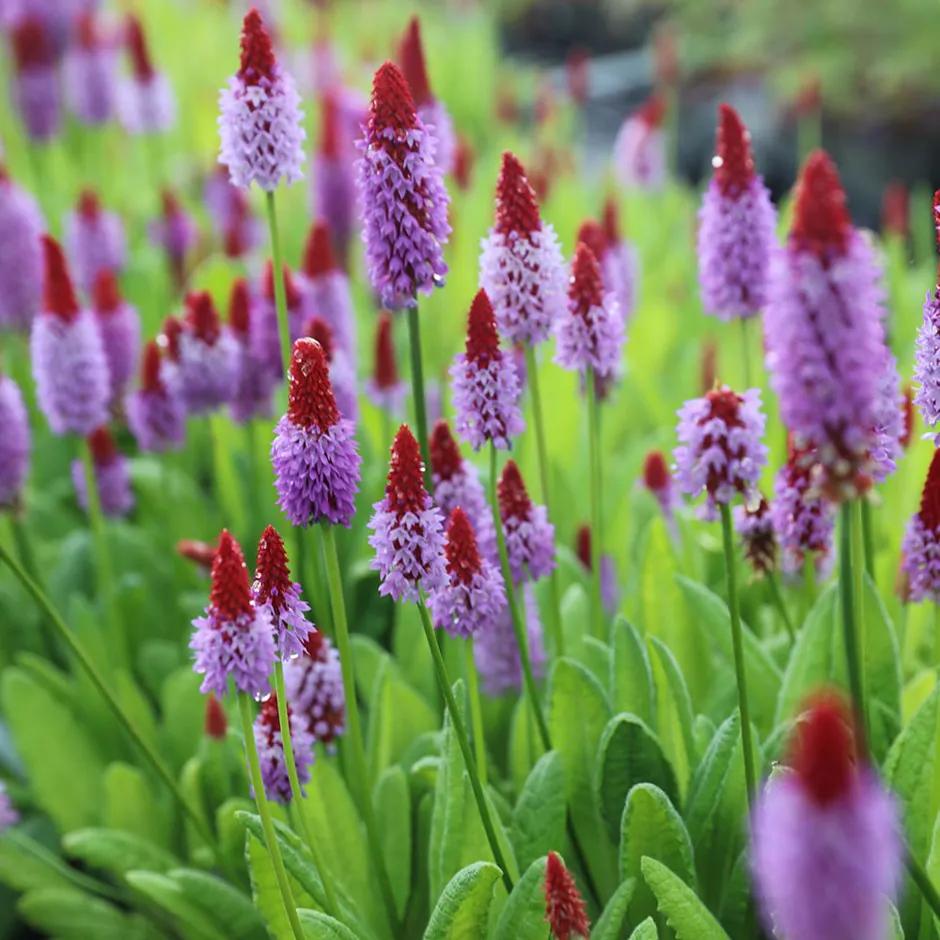 Primula vialii / Primula P9 pot, Ophalen of Verzenden, Overige soorten, Halfschaduw
