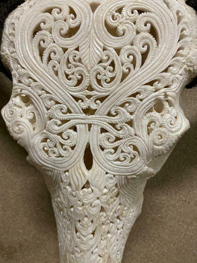 Buffel schedels echte Buffelschedels gegraveerd, Ophalen of Verzenden, -, -, -