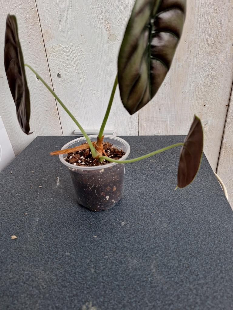Alocasia 'cuprea red', Huis en Inrichting, Kamerplanten, Ophalen of Verzenden, Halfschaduw, Minder dan 100 cm