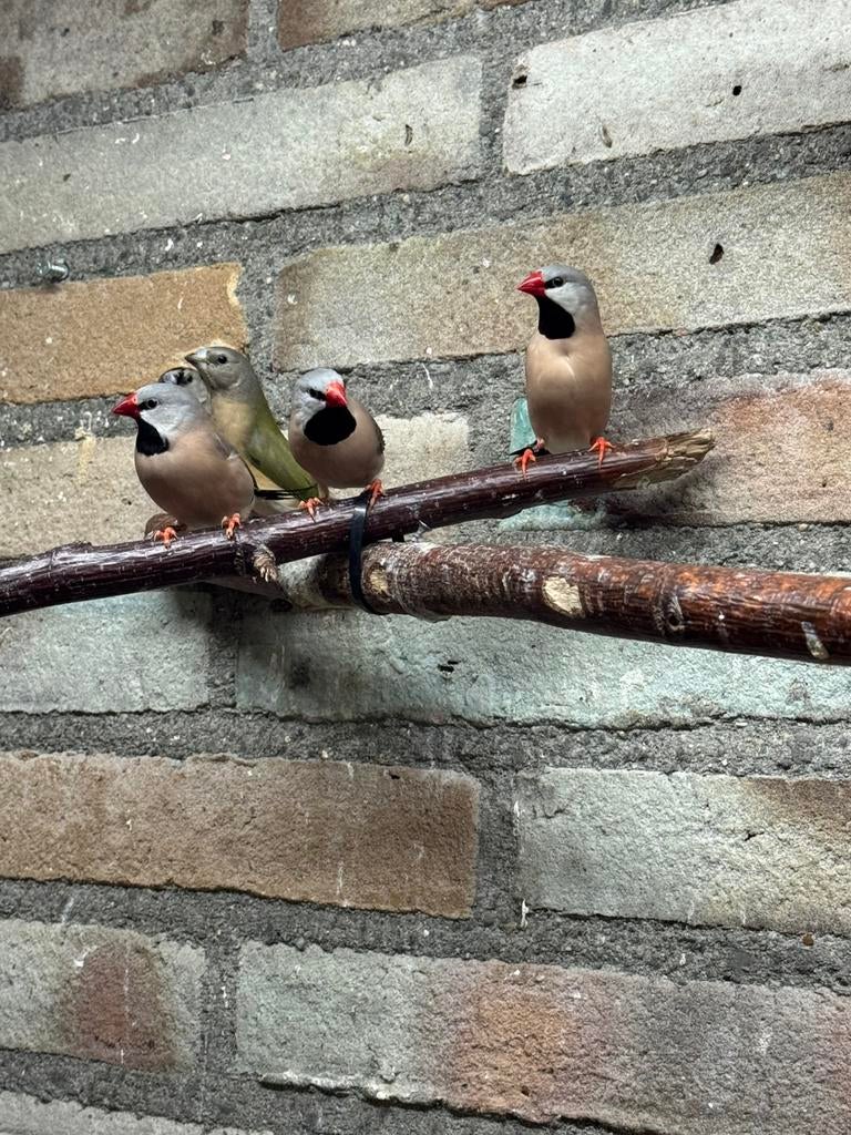 Te koop Spitsstaartamadine, Vrouwelijk, Geringd