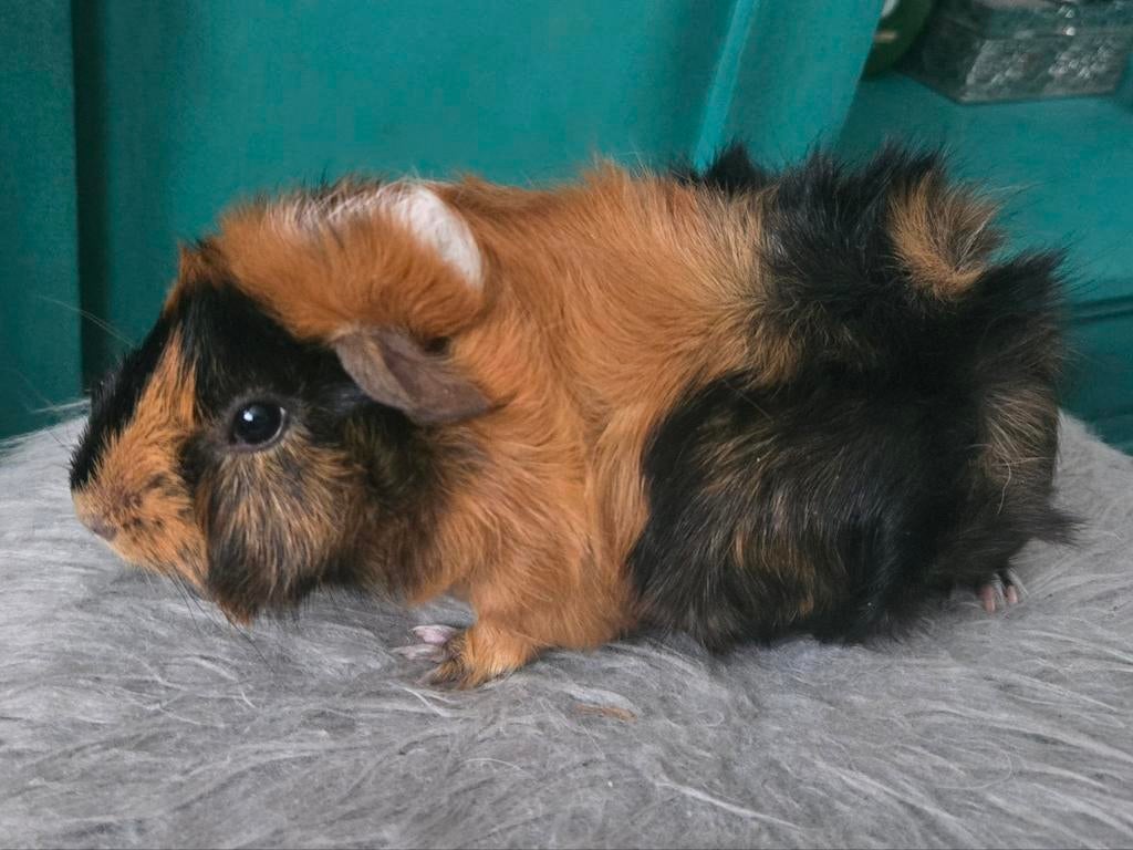 Brindle borstel cavia zeugje te koop!, Cavia, Vrouwelijk, Januari, Tam