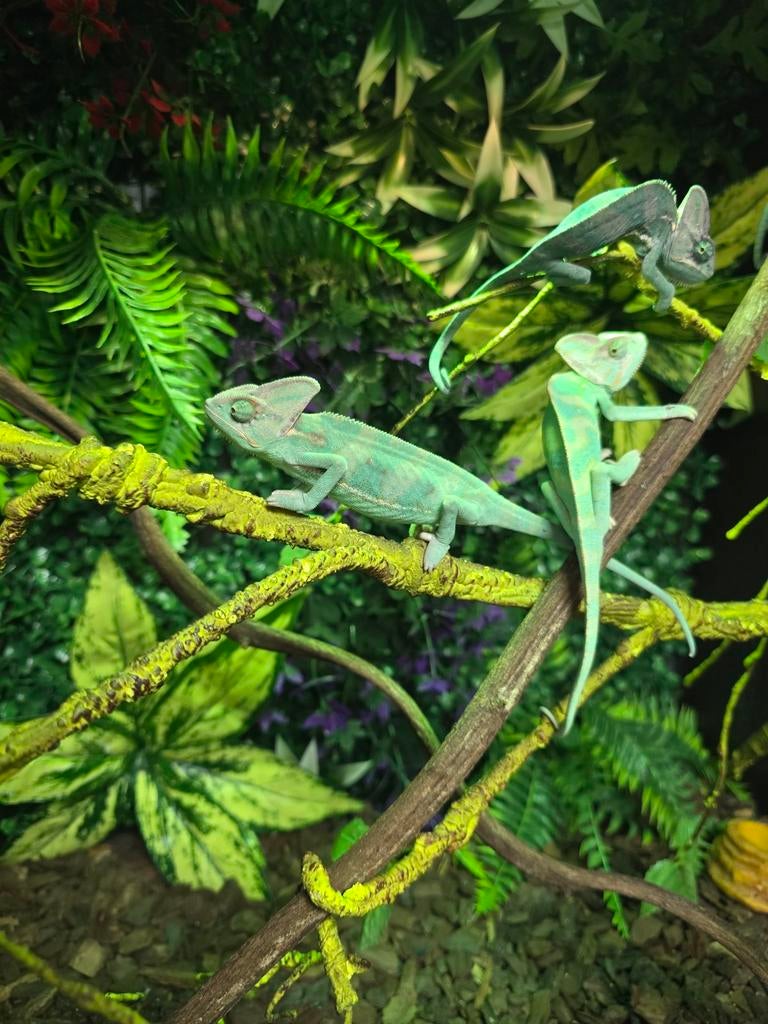 Prachtige jemen kameleons, 4 maanden Chameleon - female for sale from Lost Treasures
