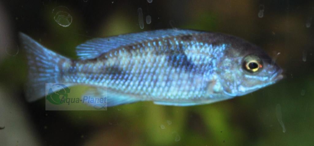 Dolfijn Cichlide, Dieren en Toebehoren, Vis, Zoetwatervis