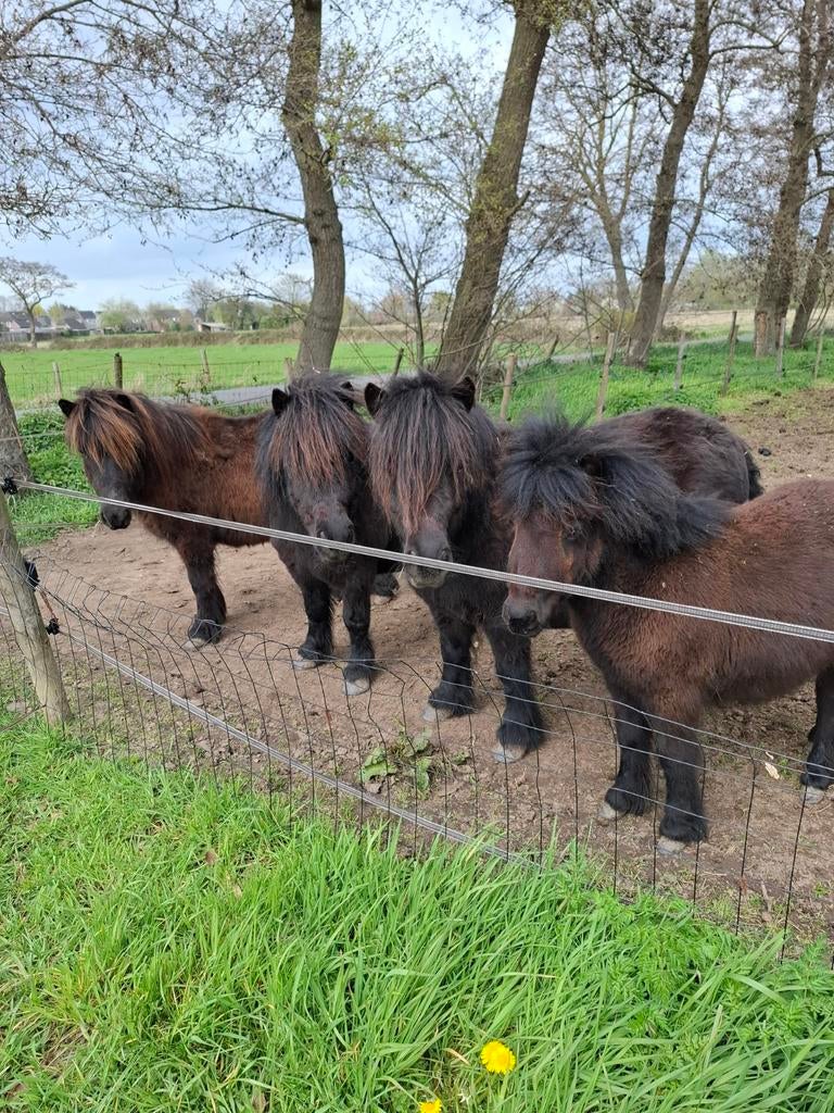 Shetlander stal/opfok, Dieren en Toebehoren, Stalling en Weidegang, Opfok, Stalling