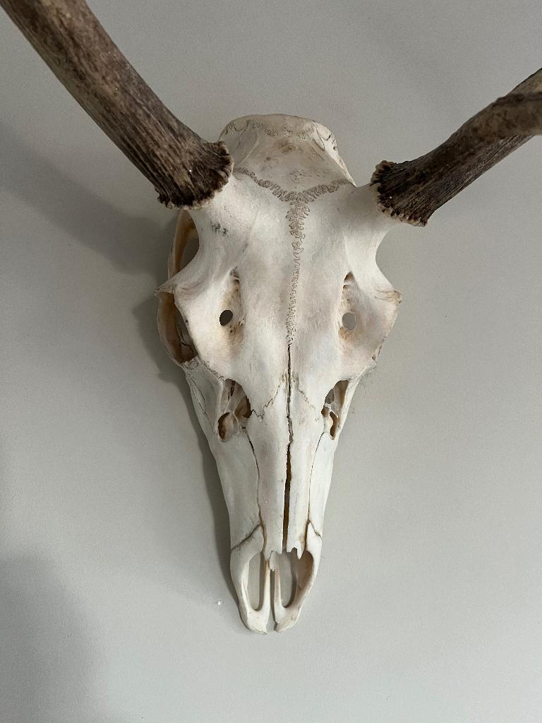 Edelhert gewei, Ophalen, Zo goed als nieuw, Wit, Overige materialen