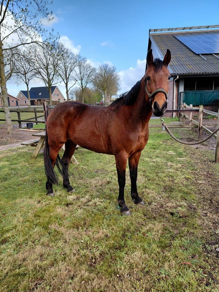 D pony  merrie 6 jaar, Dieren en Toebehoren, Pony's, Merrie, 3 tot 6 jaar, Ontwormd