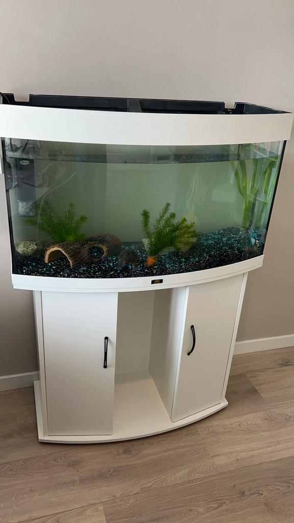 Muskus schildpad, Ophalen, Gebruikt, Inclusief toebehoren, Gevuld zoetwateraquarium