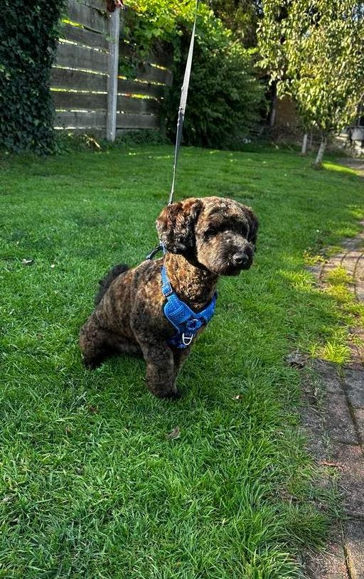 Maltipoo dekreu aangeboden, Reu, 1 tot 2 jaar, Eén hond, Nederland