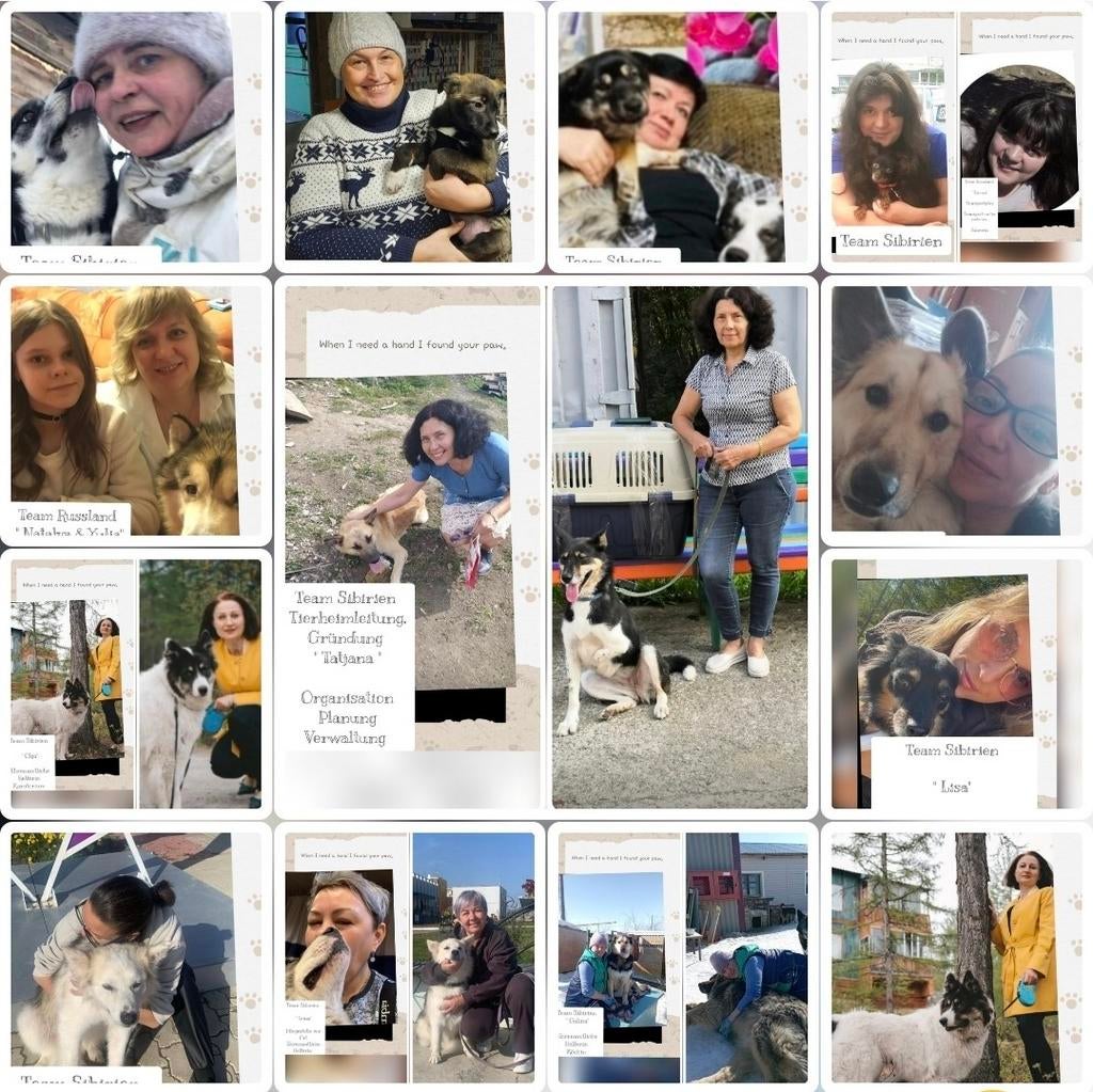 Dierenasiel zoekt helpende handen, spenden, Particuliere oppas