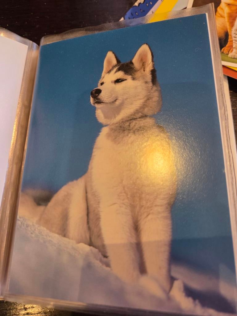 Ansichtkaart Husky pup in de sneeuw, Ophalen of Verzenden