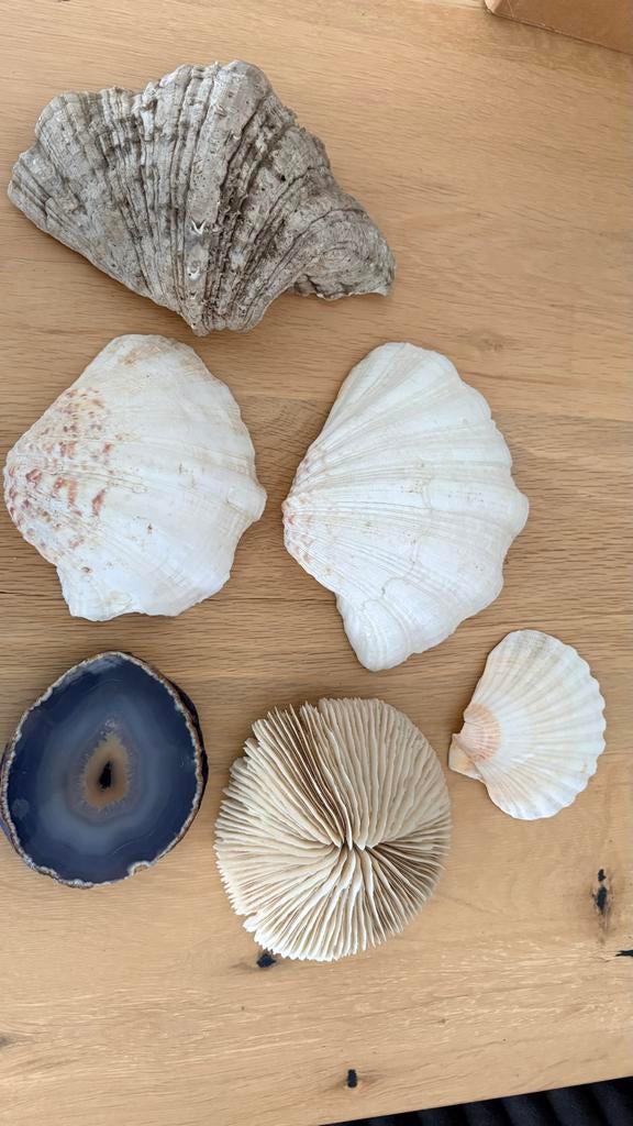 Mooie decoratieve schelpen, Ophalen of Verzenden, Zo goed als nieuw