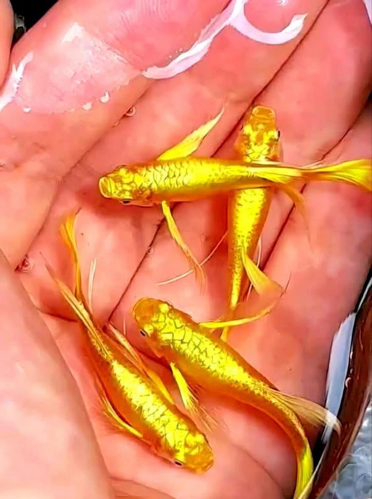 Te Koop: Prachtige 24 karaats Gouden Guppy’s, Vis