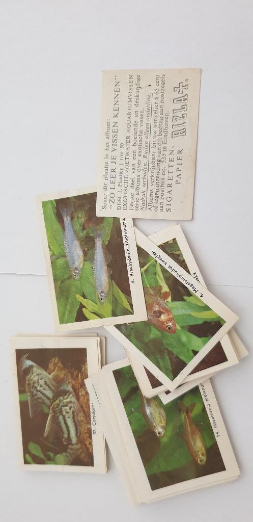3292 rizla zo leer je de vissen kennen div plaatjes, Verzenden, Gelezen