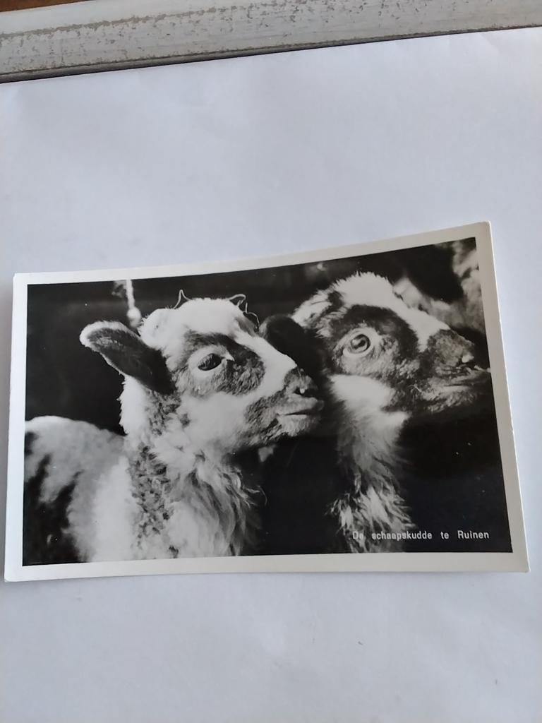 RUINEN. DE SCHAAPSKUDDE, Ophalen of Verzenden, Gelderland